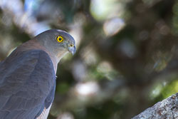 Goshawk-Sparrowhawk