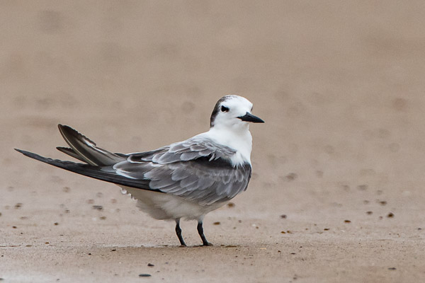 Aleutian Tern