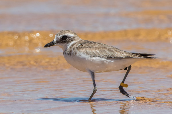 Greater and Lesser Sandplover