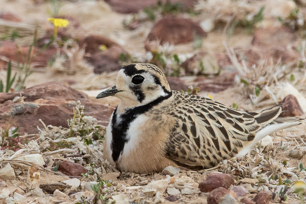 Inland Dotterel