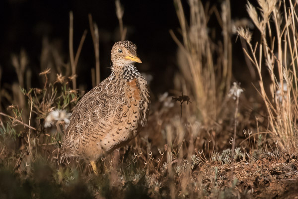 Plains Wanderer