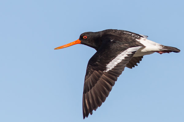 South Island Pied Oystercatcher