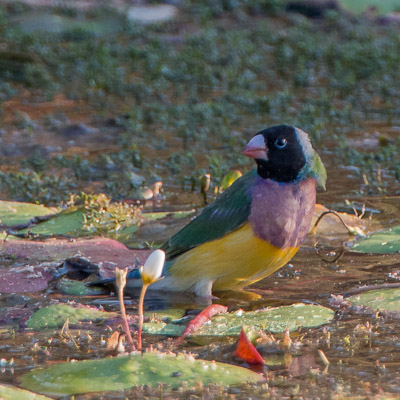 Gouldian Finches