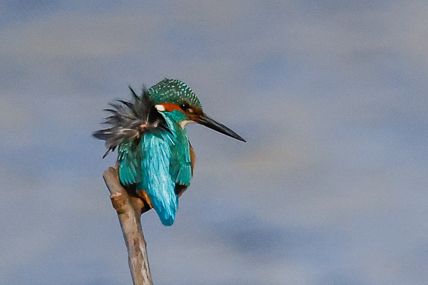 Common Kingfisher